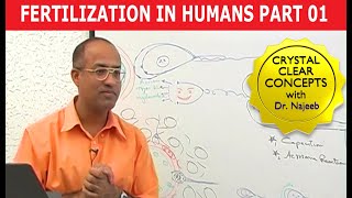 Fertilization in Humans  Conception  Embryology  18 [upl. by Yenetruoc]