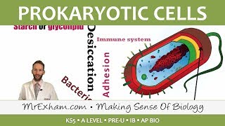 Prokaryotic Cells  Introduction and Structure  Post 16 Biology A Level PreU IB AP Bio [upl. by Htenek679]