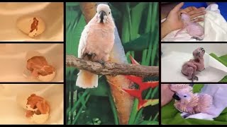 Moluccan Cockatoo baby Hatching [upl. by Yroffej]