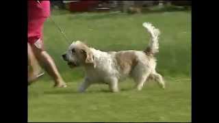 Petit Basset Griffon Vendeen  AKC Dog Breed Series [upl. by Mercola]