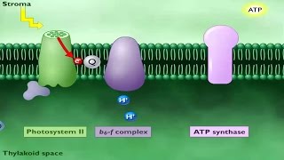 Photosynthetic Electron Transport and ATP Synthesis [upl. by Noirrad413]