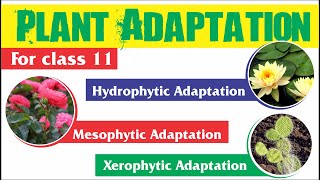 Plant Adaptation  Hydrophytic Mesophytic and Xerophytic Adaptation [upl. by Ecydnac974]