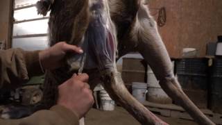 How To Skin A Deer For Taxidermist Shoulder Mount [upl. by Sander]