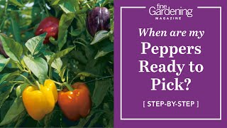 When are my peppers ready to pick [upl. by Akinal]