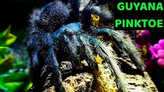 Guyana Pinktoe Tarantula Avicularia avicularia Care amp Husbandry [upl. by Elfstan]