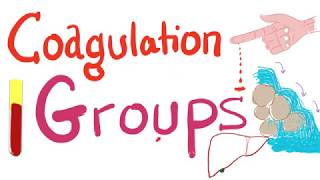 The 3 Coagulation Groups  Fibrinogen Prothrombin and Contact Groups [upl. by Enalahs]