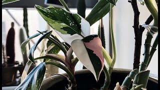 Philodendron White Princess Tricolor  Close up and overview [upl. by Spillar]