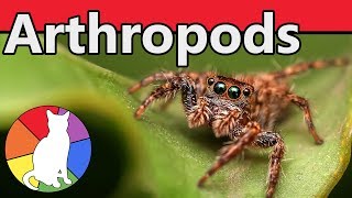 Arthropods  Animal Fact Files [upl. by Magree]