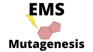 EMS Mutagenesis explained [upl. by Ecilef]