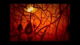 PBS The Secret Life of the Brain  The Babys Brain miniwmv [upl. by Giana]