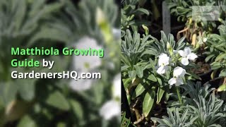 Matthiola Growing Guide [upl. by Wonacott]