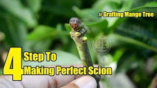 Grafting Mango 4 Step To Making Perfect Scion [upl. by Grantley]