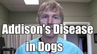 Addison Disease in Dogs Conventional and Holistic Treatment [upl. by Sergeant]