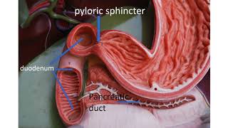 Medical terms 11 Gastrointestinal system [upl. by Ijneb787]