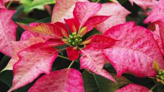 Poinsettia Care [upl. by Seessel]