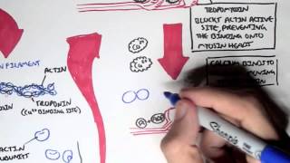 Myology  Skeletal Muscle Sarcomere Myosin and Actin [upl. by Kcirnek]