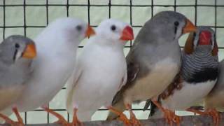 My Pet Zeebra Finches [upl. by Verlie577]