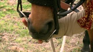 How to Bridle a Difficult Horse  Horse Talk TV [upl. by Kamaria]