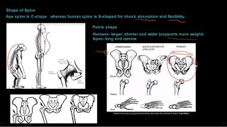 Grade 12 Life Sciences Human Evolution Part 1 [upl. by Refennej]