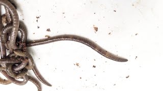 Identifying Invasive Jumping Worms How to Spot and Stop the Spread [upl. by Nickolas]