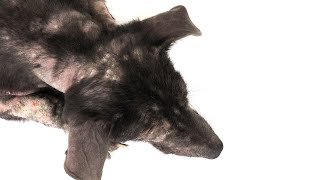 Dog Hair Loss Home Remedies [upl. by Marek]