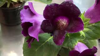 Gloxinia General Care Guide Propagation Fertilization [upl. by Lebiralc200]