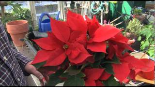 How to Get Poinsettias to Bloom [upl. by O'Brien]