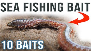 Sea Fishing Bait for Beginners [upl. by Aerdnaed]