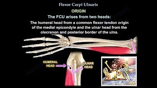 Flexor Carpi Ulnaris  Everything You Need To Know  Dr Nabil Ebraheim [upl. by Ettelrahc556]