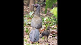 Chachalaca Cantante de la Naturaleza [upl. by Nnylekoorb]