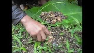 Authentic Wild Kopi Luwak Civet Coffee Process  JPW Coffee [upl. by Rexer]