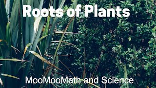 Plant Root Structure [upl. by Rupert]