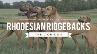 ALL ABOUT RHODESIAN RIDGEBACKS THE AFRICAN LION HUNTING DOG [upl. by Corabelle]