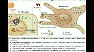 How do Melanocytes Make Melanin Melanogenesis Mechanism [upl. by Egduj191]