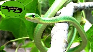 Adorable Green Snake [upl. by Eahs674]