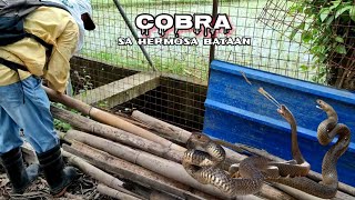 COBRA SA HERMOSA BATAAN   zuma haring ahas [upl. by Asiil]