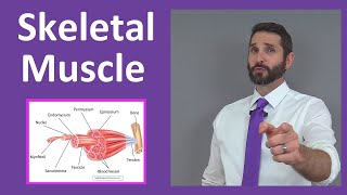 Skeletal Muscle Tissue Contraction Sarcomere Myofibril Anatomy Myology [upl. by Ynohta144]