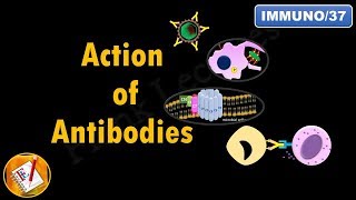 Action of Antibodies Neutralization Opsonization Complement Activation and ADCC FLImmuno37 [upl. by Sirovaj]