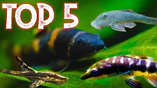 Top 5 Uncommon Oddball Algae Eaters [upl. by Aineles]