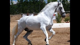 Albino  Raza de caballo [upl. by Dacey]