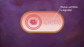 Bacterial Spore Formation Animation Video [upl. by Glover]