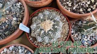 Repotting a 60 year old Ariocarpus Fissuratus [upl. by Llebpmac695]