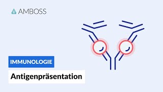 Antigenpräsentation  Biochemie  AMBOSS Video [upl. by Werra]