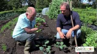 How To Grow Kohlrabi With Quickcrop [upl. by Dilisio]