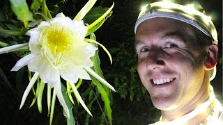 How to Hand Pollinate DRAGON FRUIT [upl. by Aiksas]