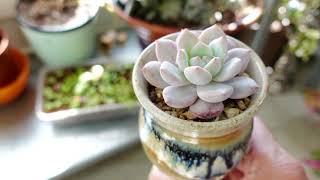 How To Grow Succulents Indoors [upl. by Sunderland]