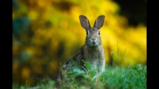 Hasengeräusche  bunny sounds [upl. by Berthe]