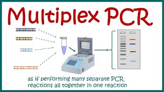 Multiplex PCR [upl. by Auj]