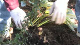 Gardening Tips  How to Divide Canna Lilies [upl. by Asirahc]