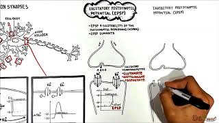 Neuron Neuron Synapses EPSP vs IPSP [upl. by Anirda]